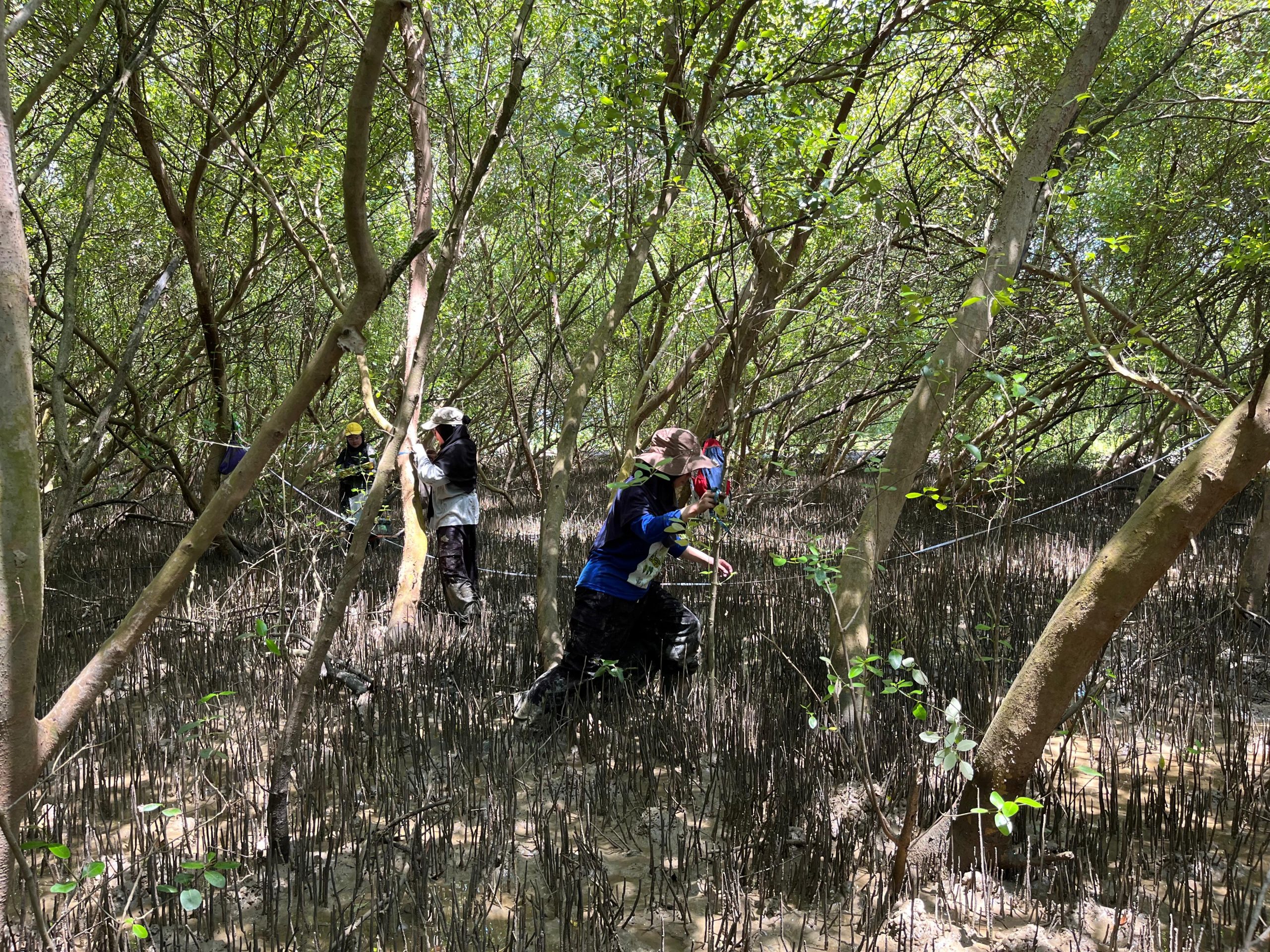 Team SSRS Institute Melaksanakan Survey Mangrove di Wilayah Pesisir Kabupaten Subang Bersama Mitra Nasional